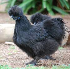 silkie